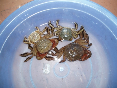 CRAB IN GOOD TASTE/зòƺѿ,ǺܺóԵ˵...
