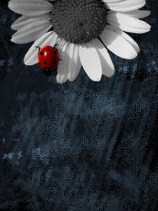 240x320