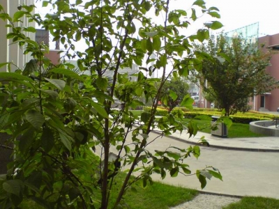 С DSC00009.JPG