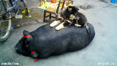 20090205135152.jpg