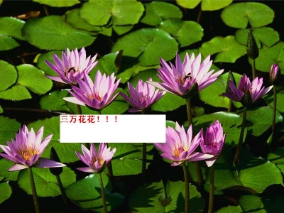 Water lilies.JPG
