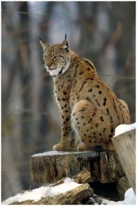 LucidLynx1004.jpg
