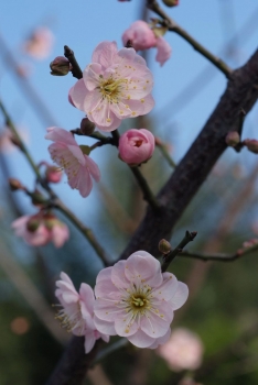 DSCF3088.jpg