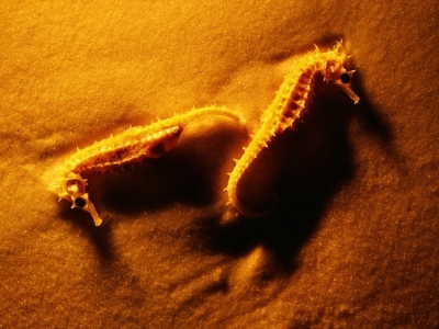 QNSW007.jpg