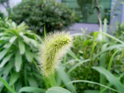 DCF_0007.jpg